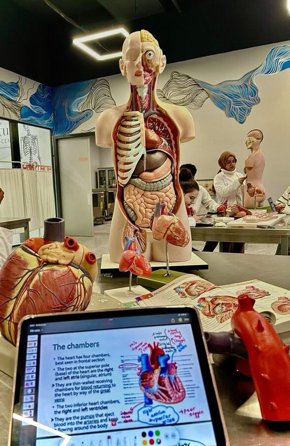 Anatomical heart model with heart-chamber notes